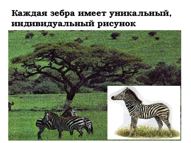 Каждая зебра имеет уникальный, индивидуальный рисунок