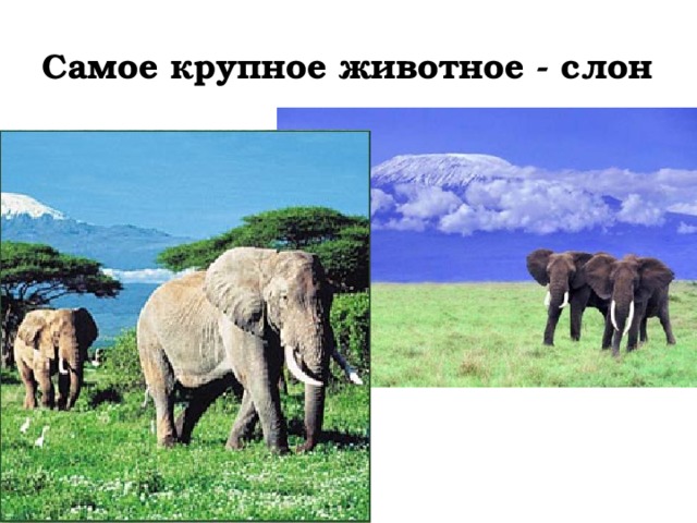 Самое крупное животное - слон