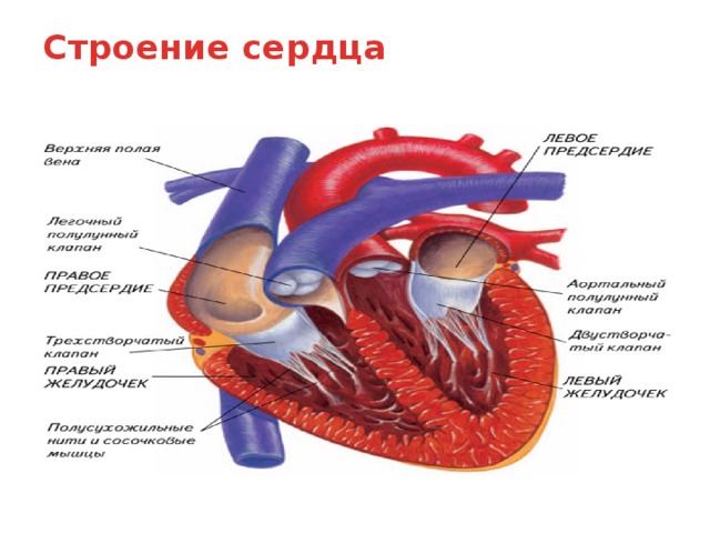 Диаграмма сердца здорового человека