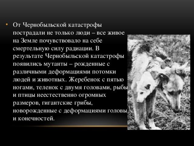 От Чернобыльской катастрофы пострадали не только люди – все живое на Земле почувствовало на себе смертельную силу радиации. В результате Чернобыльской катастрофы появились мутанты – рожденные с различными деформациями потомки людей и животных. Жеребенок с пятью ногами, теленок с двумя головами, рыбы и птицы неестественно огромных размеров, гигантские грибы, новорожденные с деформациями головы и конечностей.