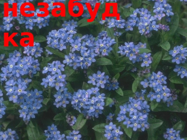 незабудка