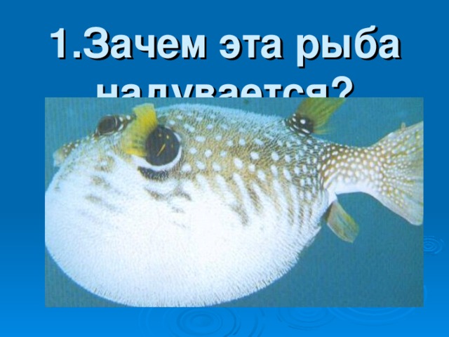 1.Зачем эта рыба надувается?