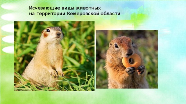 Исчезающие виды животных на территории Кемеровской области