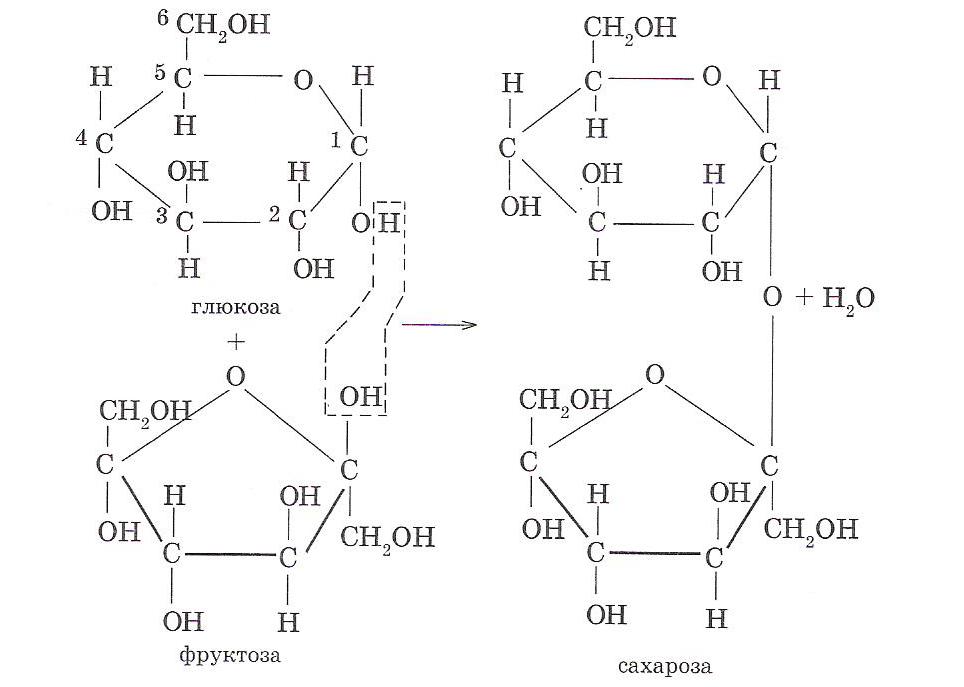 Глюкоза фруктоза таблица. Глюкоза фруктоза сахароза формулы. Глюкоза фруктоза сахароза. Формула фруктозы и сахарозы. Образование сахарозы Глюкозы и фруктозы.