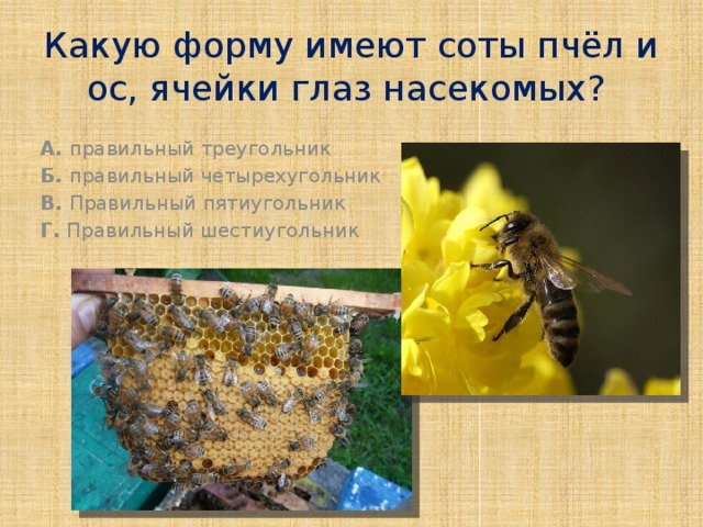 Какую форму имеют соты пчёл и ос, ячейки глаз насекомых? А. правильный треугольник Б. правильный четырехугольник В. Правильный пятиугольник Г. Правильный шестиугольник