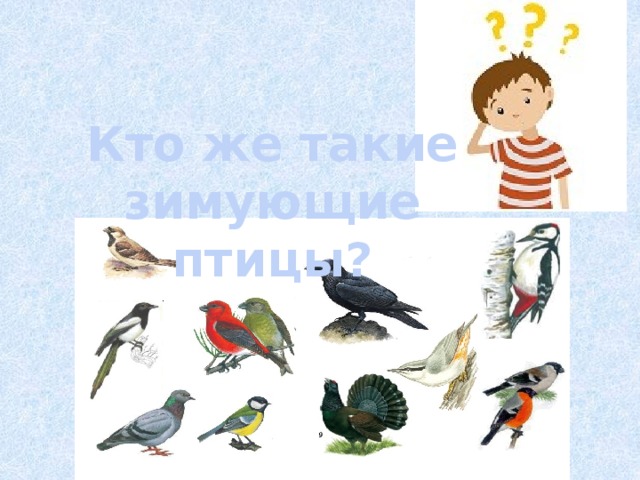 Кто же такие зимующие птицы?