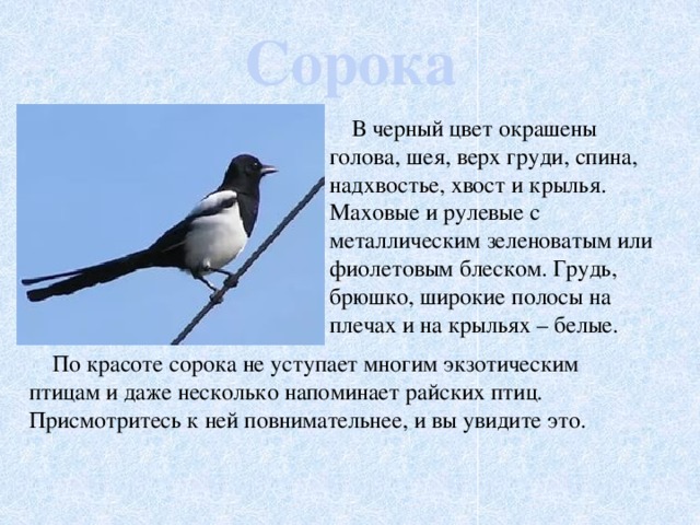 Сорока  В черный цвет окрашены голова, шея, верх груди, спина, надхвостье, хвост и крылья. Маховые и рулевые с металлическим зеленоватым или фиолетовым блеском. Грудь, брюшко, широкие полосы на плечах и на крыльях – белые.  По красоте сорока не уступает многим экзотическим птицам и даже несколько напоминает райских птиц. Присмотритесь к ней повнимательнее, и вы увидите это.