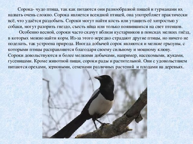 Сорока- чудо птица, так как питаются они разнообразной пищей и гурманами их назвать очень сложно. Сорока является всеядной птицей, она употребляет практически всё, что удаётся раздобыть. Сороки могут найти кость или утащить её хитростью у собаки, могут разорить гнездо, съесть яйца или только появившихся на свет птенцов.  Особенно весной, сороки часто скачут вблизи кустарников в поисках мелких гнёзд, в которых можно найти корм. Из-за этого нередко страдают другие птицы, но ничего не поделать, так устроена природа. Иногда добычей сорок являются и мелкие грызуны, с которыми птицы расправляются благодаря своему сильному и мощному клюву. Сороки довольствуются и более мелкими добычами, например, насекомыми, жуками, гусеницами. Кроме животной пищи, сороки рады и растительной. Они с удовольствием питаются орехами, зерновыми, семенами различных растений  и плодами на деревьях.