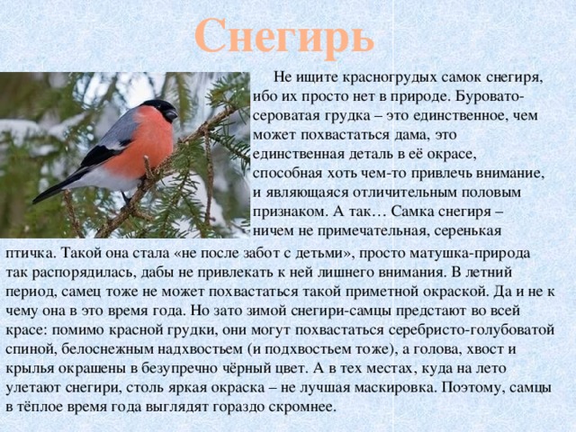 Снегирь  Не ищите красногрудых самок снегиря, ибо их просто нет в природе. Буровато-сероватая грудка – это единственное, чем может похвастаться дама, это единственная деталь в её окрасе, способная хоть чем-то привлечь внимание, и являющаяся отличительным половым признаком. А так… Самка снегиря – ничем не примечательная, серенькая птичка. Такой она стала «не после забот с детьми», просто матушка-природа так распорядилась, дабы не привлекать к ней лишнего внимания. В летний период, самец тоже не может похвастаться такой приметной окраской. Да и не к чему она в это время года. Но зато зимой снегири-самцы предстают во всей красе: помимо красной грудки, они могут похвастаться серебристо-голубоватой спиной, белоснежным надхвостьем (и подхвостьем тоже), а голова, хвост и крылья окрашены в безупречно чёрный цвет. А в тех местах, куда на лето улетают снегири, столь яркая окраска – не лучшая маскировка. Поэтому, самцы в тёплое время года выглядят гораздо скромнее.