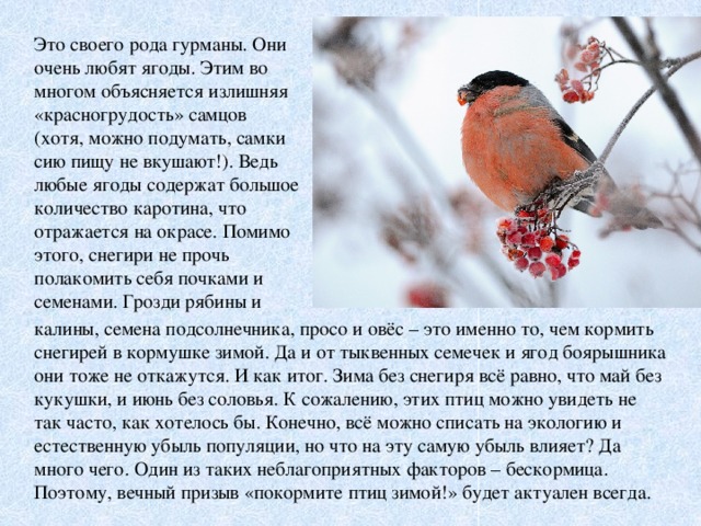 Это своего рода гурманы. Они очень любят ягоды. Этим во многом объясняется излишняя «красногрудость» самцов (хотя, можно подумать, самки сию пищу не вкушают!). Ведь любые ягоды содержат большое количество каротина, что отражается на окрасе. Помимо этого, снегири не прочь полакомить себя почками и семенами. Грозди рябины и   калины, семена подсолнечника, просо и овёс – это именно то, чем кормить снегирей в кормушке зимой. Да и от тыквенных семечек и ягод боярышника они тоже не откажутся. И как итог. Зима без снегиря всё равно, что май без кукушки, и июнь без соловья. К сожалению, этих птиц можно увидеть не так часто, как хотелось бы. Конечно, всё можно списать на экологию и естественную убыль популяции, но что на эту самую убыль влияет? Да много чего. Один из таких неблагоприятных факторов – бескормица. Поэтому, вечный призыв «покормите птиц зимой!» будет актуален всегда.