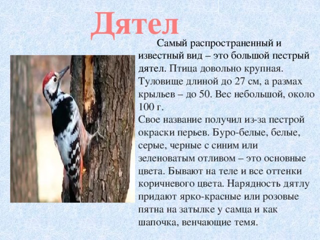 Дятел    Самый распространенный и известный вид – это большой пестрый дятел. Птица довольно крупная. Туловище длиной до 27 см, а размах крыльев – до 50. Вес небольшой, около 100 г. Свое название получил из-за пестрой окраски перьев. Буро-белые, белые, серые, черные с синим или зеленоватым отливом – это основные цвета. Бывают на теле и все оттенки коричневого цвета. Нарядность дятлу придают ярко-красные или розовые пятна на затылке у самца и как шапочка, венчающие темя.