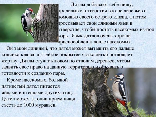 Дятлы добывают себе пищу, проделывая отверстия в коре деревьев с помощью своего острого клюва, а потом просовывает свой длинный язык в отверстие, чтобы достать насекомых из-под коры. Язык дятлов очень хорошо приспособлен к ловле насекомых.  Он такой длинный, что дятел может вытащить его дальше кончика клюва, а клейкое покрытие языка легко поглощает жертву. Дятлы стучат клювом по стволам деревьев, чтобы заявить свое право на данную территорию и объявить о готовности к созданию пары.     Кроме насекомых, большой пятнистый дятел питается яйцами и птенцами других птиц. Дятел может за один прием пищи съесть до 1000 муравьев .