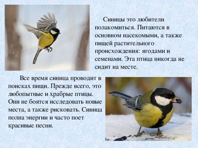 Синицы это любители полакомиться. Питаются в основном насекомыми, а также пищей растительного происхождения: ягодами и семенами. Эта птица никогда не сидит на месте.  Все время синица проводит в поисках пищи. Прежде всего, это любопытные и храбрые птицы. Они не боятся исследовать новые места, а также рисковать. Синица полна энергии и часто поет красивые песни.