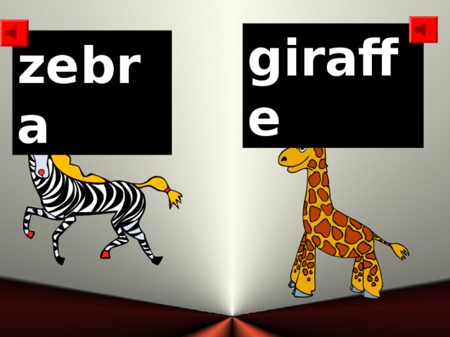 giraffe zebra