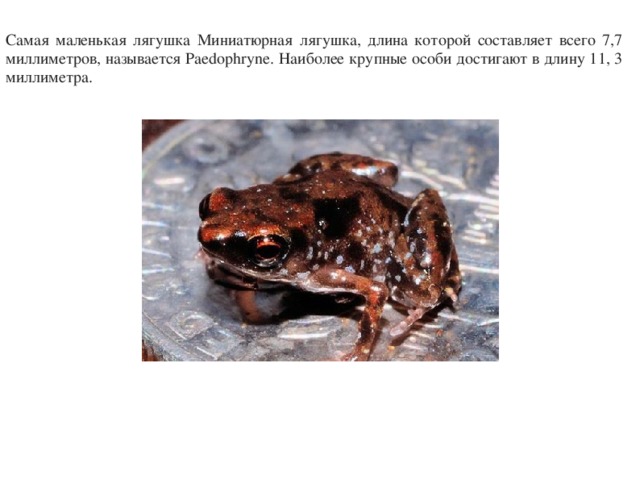Самая маленькая лягушка Миниатюрная лягушка, длина которой составляет всего 7,7 миллиметров, называется Paedophryne. Наиболее крупные особи достигают в длину 11, 3 миллиметра.
