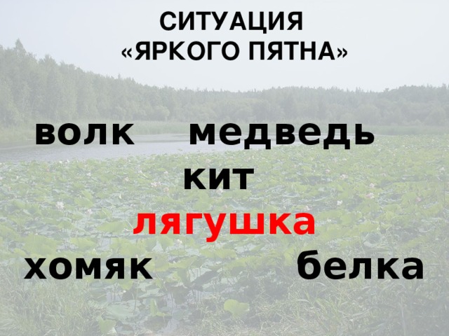 СИТУАЦИЯ  «ЯРКОГО ПЯТНА»   волк медведь кит лягушка хомяк белка