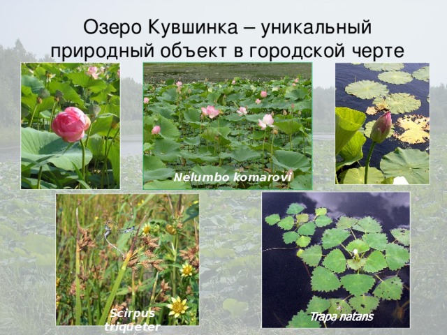 Озеро Ку вшинка – уникальный природный объект в городской черте Nelumbo komarovi Scirpus triqueter