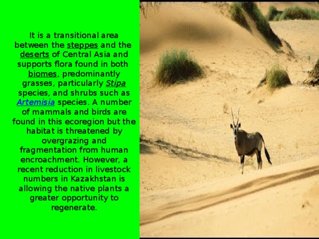 It is a transitional area between the  steppes  and the  deserts  of Central Asia and supports flora found in both  biomes , predominantly grasses, particularly  Stipa  species, and shrubs such as  Artemisia  species. A number of mammals and birds are found in this ecoregion but the habitat is threatened by overgrazing and fragmentation from human encroachment. However, a recent reduction in livestock numbers in Kazakhstan is allowing the native plants a greater opportunity to regenerate.