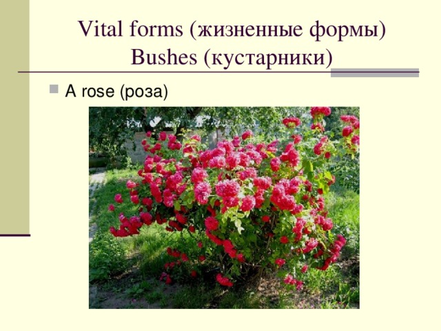 Vital forms ( жизненные формы)  Bushes ( кустарники )