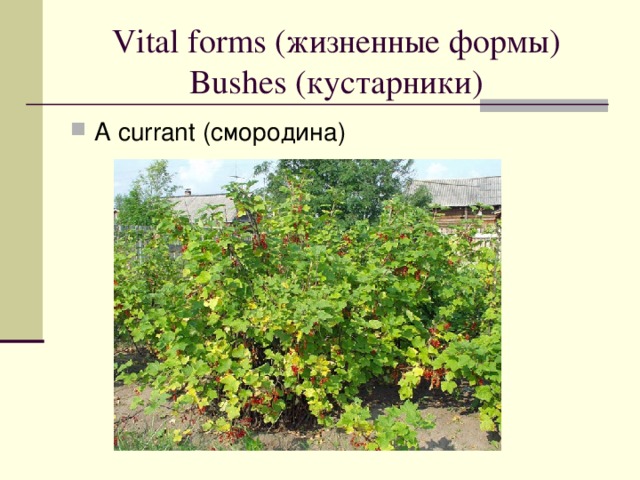Vital forms ( жизненные формы)  Bushes ( кустарники )