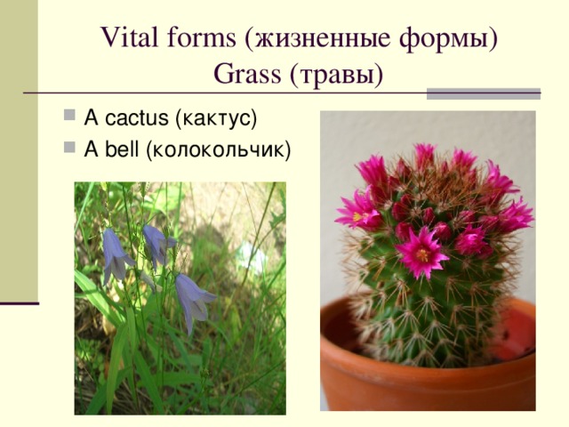 Vital forms ( жизненные формы)  Grass ( травы )