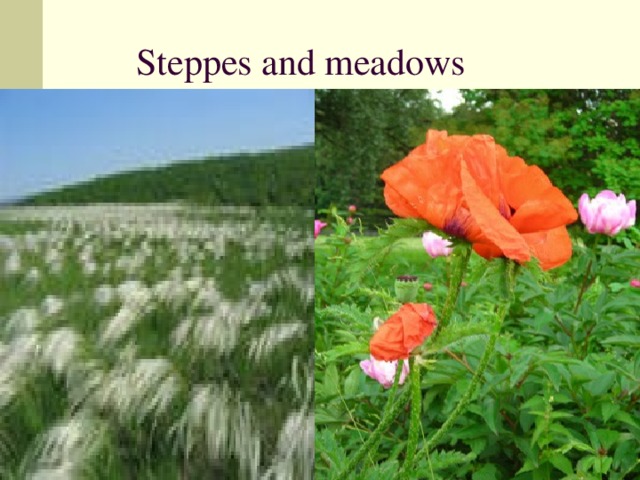 Steppes and meadows