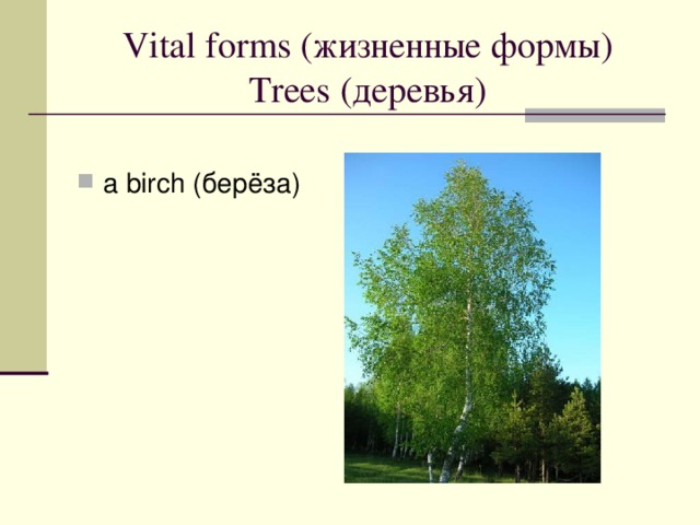 Vital forms ( жизненные формы)  Trees ( деревья )