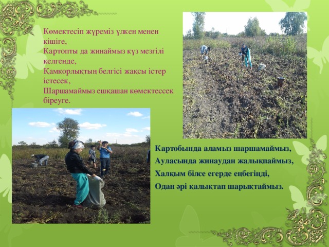 Көмектесіп жүреміз үлкен менен кішіге,  Картопты да жинаймыз күз мезгілі келгенде,  Қамқорлықтың белгісі жақсы істер істесек,  Шаршамаймыз ешқашан көмектессек біреуге. Картобында аламыз шаршамаймыз, Ауласында жинаудан жалықпаймыз, Халқым білсе егерде еңбегіңді, Одан әрі қалықтап шарықтаймыз.