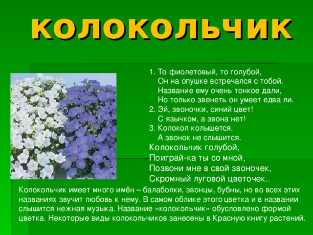 Доклад про растение 3 класс. Информация о растениях. Сообщение о растении. Колокольчик информация о растении. Описание цветка.