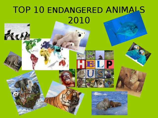 TOP 10 ENDANGERED ANIMALS 2010