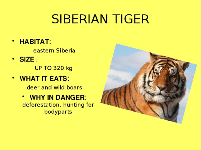 SIBERIAN TIGER HABITAT : eastern Siberia SIZE : UP TO 320 kg WHAT IT EATS : deer and wild boars
