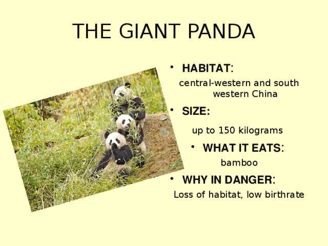 THE GIANT PANDA HABITAT : central-western and south western China SIZE:  up to 150 kilograms  WHAT IT EATS : bamboo WHY IN DANGER : Loss of habitat, low birthrate