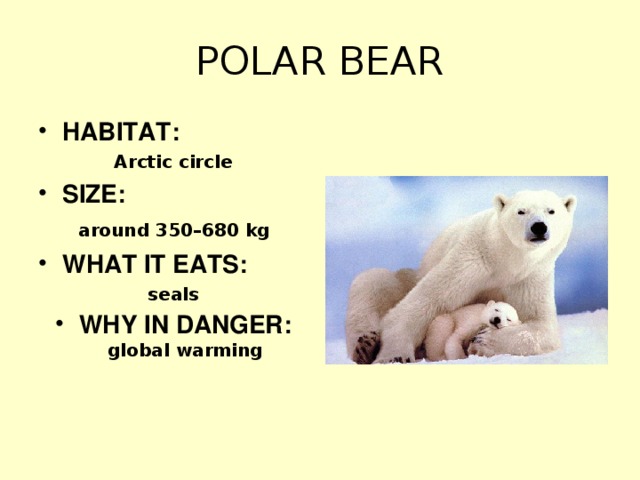 POLAR BEAR HABITAT: Arctic circle SIZE:  around 350–680 kg  WHAT IT EATS: seals