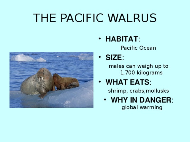 THE PACIFIC WALRUS HABITAT : Pacific Ocean SIZE : males can weigh up to 1,700 kilograms WHAT EATS : shrimp, crabs,mollusks