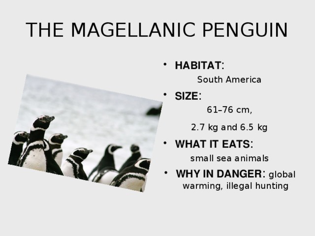 THE MAGELLANIC PENGUIN HABITAT : South America SIZE : 61–76 cm,  2.7 kg and 6.5 kg  WHAT IT EATS : small sea animals
