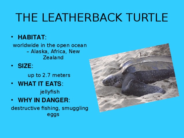 THE LEATHERBACK TURTLE HABITAT : worldwide in the open ocean – Alaska, Africa, New Zealand SIZE : up to 2.7 meters  WHAT IT EATS : jellyfish WHY IN DANGER : destructive fishing, smuggling eggs