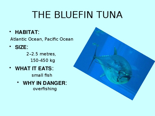 THE BLUEFIN TUNA HABITAT : Atlantic Ocean, Pacific Ocean SIZE : 2–2.5 metres,  150-450 kg WHAT IT EATS : small fish