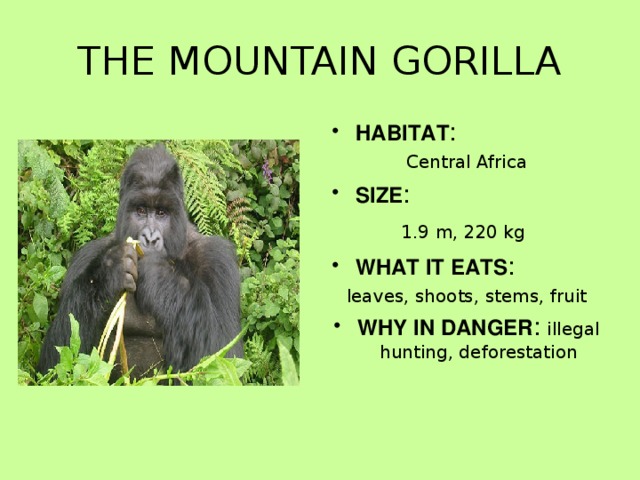 THE MOUNTAIN GORILLA HABITAT : Central Africa SIZE : 1.9 m, 220 kg  WHAT IT EATS : leaves, shoots, stems, fruit