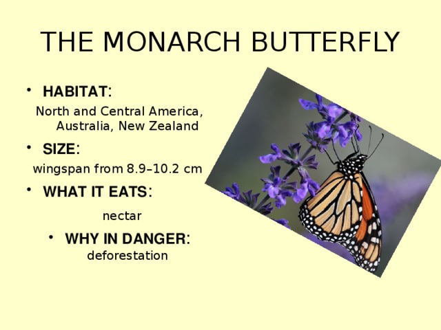 THE MONARCH BUTTERFLY HABITAT : North and Central America, Australia, New Zealand SIZE : wingspan from 8.9–10.2 cm WHAT IT EATS :  nectar