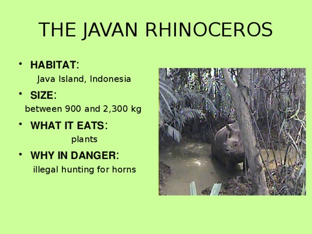THE JAVAN RHINOCEROS HABITAT : Java Island, Indonesia SIZE : between 900 and 2,300 kg WHAT IT EATS : plants WHY IN DANGER : illegal hunting for horns