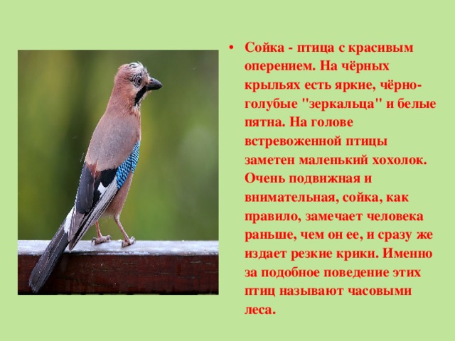 Сойка - птица с красивым оперением. На чёрных крыльях есть яркие, чёрно-голубые 