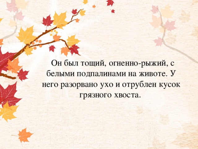 Он был тощий, огненно-рыжий, с белыми подпалинами на животе. У него разорвано ухо и отрублен кусок грязного хвоста.