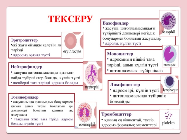 ТЕКСЕРУ  Базофилдер  жасуша  цитоплазмасындағы түйіршікті дәншелері негіздік бояулармен боялатын жасушалар  ядролы, күлгін түсті Эритроциттер екі жағы ойыңқы келетін линза тәрізді  ядросыз, қызыл түсті Моноциттер  ядросының пішіні таға тәрізді, ашық күлгін түсті  цитоплазмасы  түйіршіксіз Нейтрофилдер  жасуша цитоплазмасында қызғылт майда түйіршіктер болады, күлгін түсті  шеңберлі таға тәрізді ядросы болады Лимфоциттер  ядросы ірі, күлгін түсті  цитоплазмасында түйіршік болмайды Эозинофилдер  жасушасында қышқылдық бояулармен қызыл ашық түске боялатын ірі дәншелері болатын қанның ақ жасушасы  таяқшалы және таға тәрізді ядросы болады, күлгін түсті Тромбоциттер