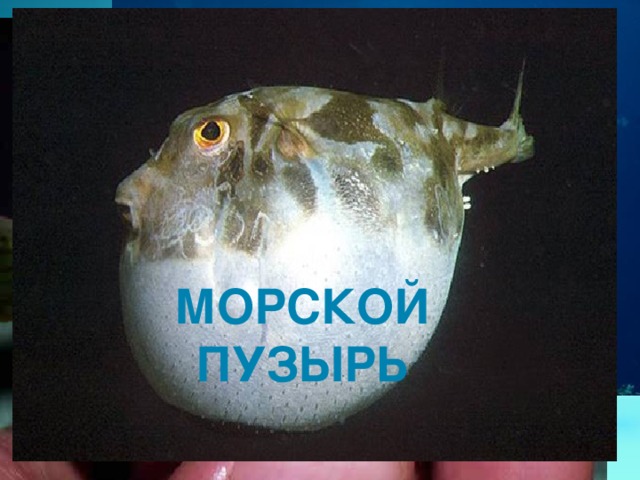 Морской пузырь