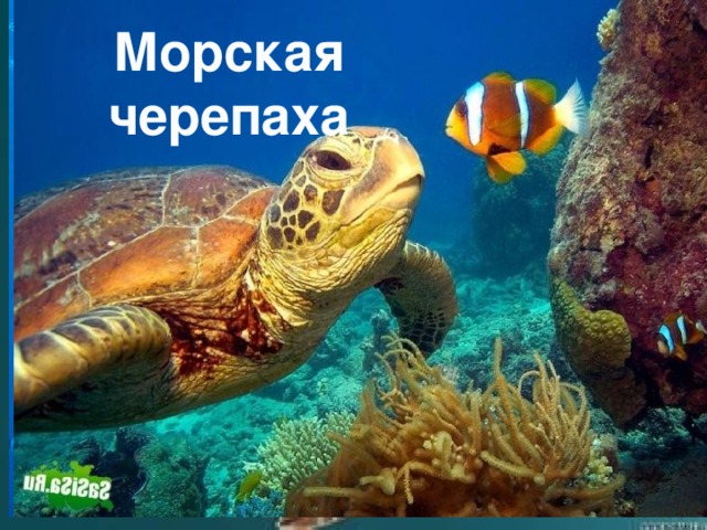 Морская черепаха