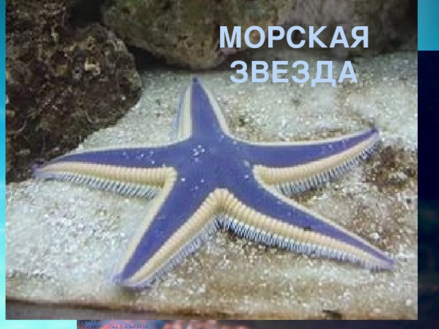 Морская звезда