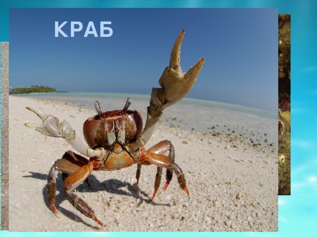 краб