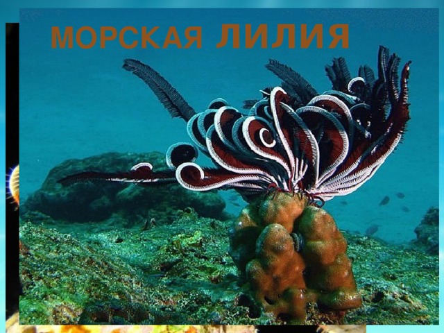 Морская  лилия