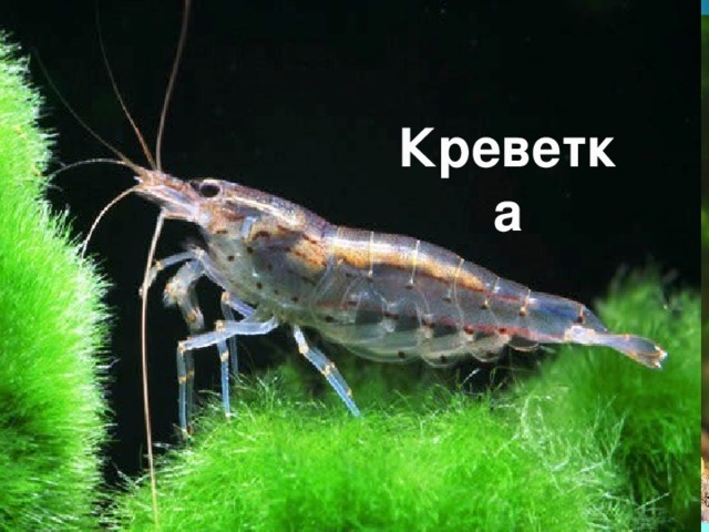 Креветка