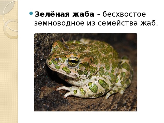 Зелёная жаба - бесхвостое земноводное из семейства жаб.